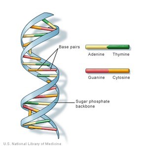 Illustration showing DNA structure with sugar phosphate backbone and base pairs