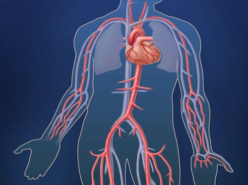 Illustration of the human body showing the aorta and its branches