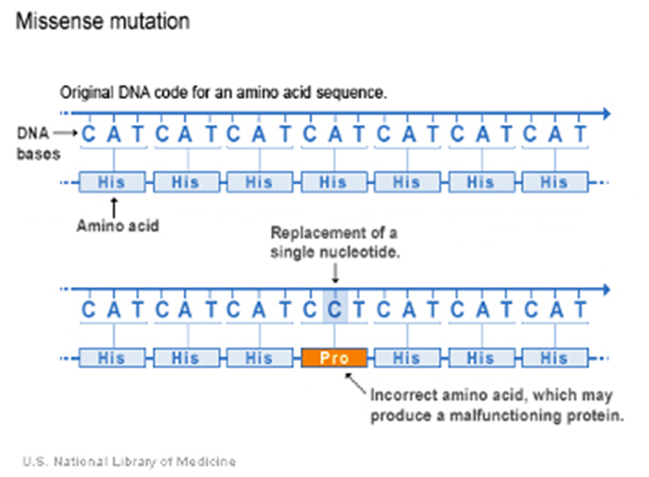 Illustration of an example of a missense mutation in a gene.